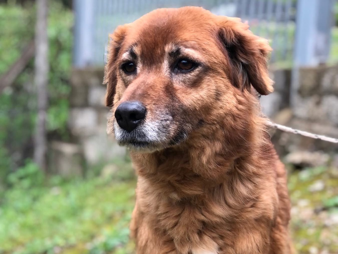 Adotta un cane, maschio, 10 anni  e 4 mesi , Latina