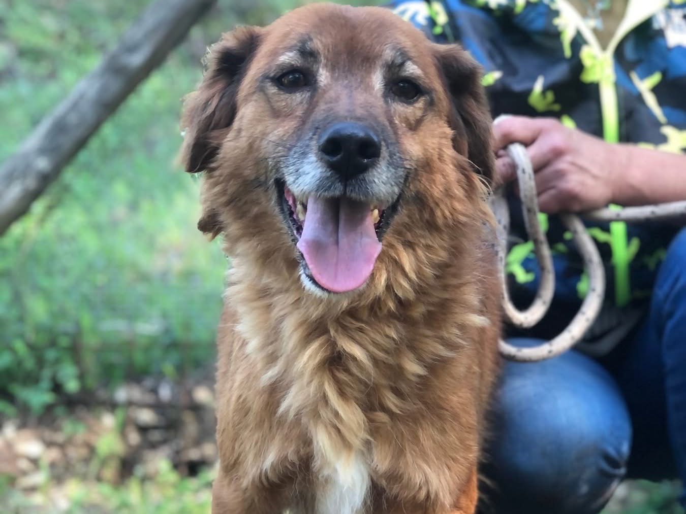 Adotta un cane, taglia media, maschio, Latina