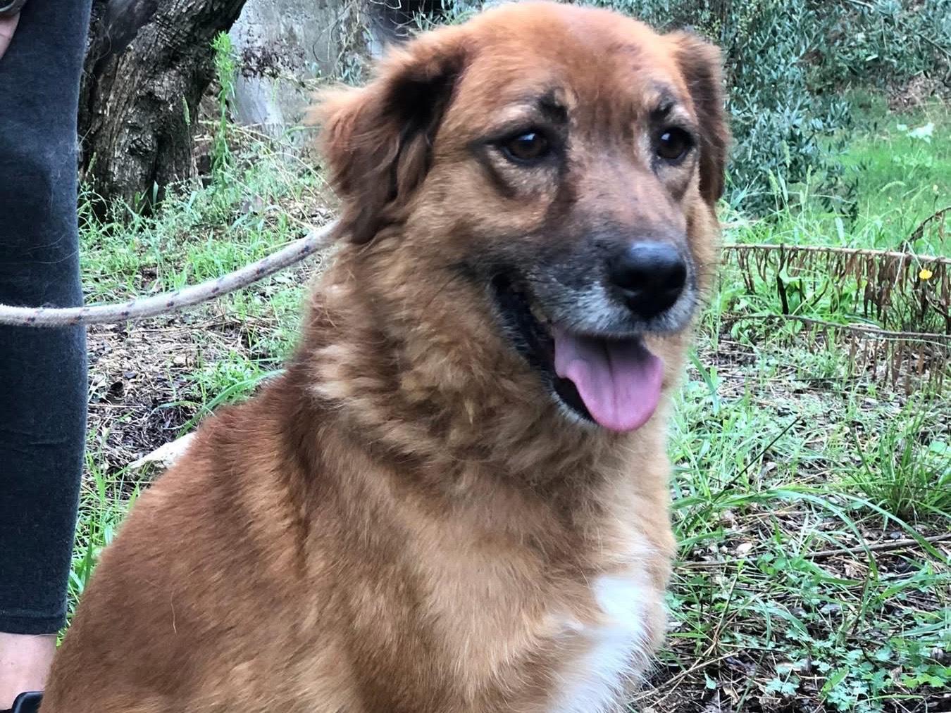 Vuoi adottare un cane a Latina?