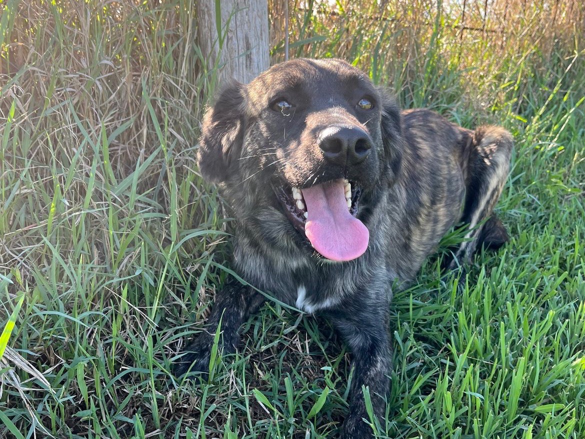 Adotta un cane, femmina, 1 anno e 9 mesi , Latina