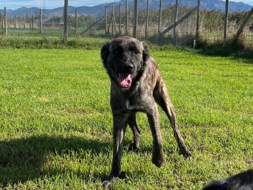 Adotta un cane, taglia piccola, femmina, Latina