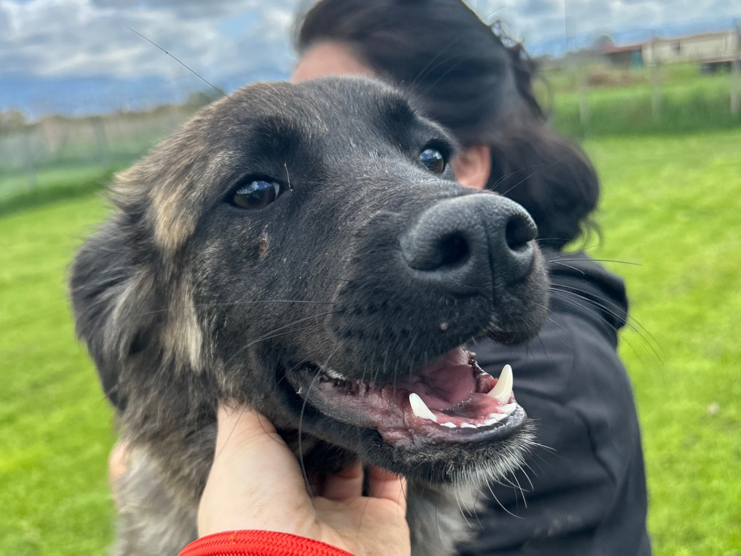 Adotta il cane Cosetta a Latina