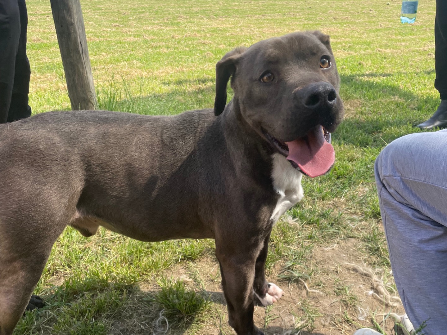 Adotta un cane, maschio, 2 anni  e 10 mesi , Latina