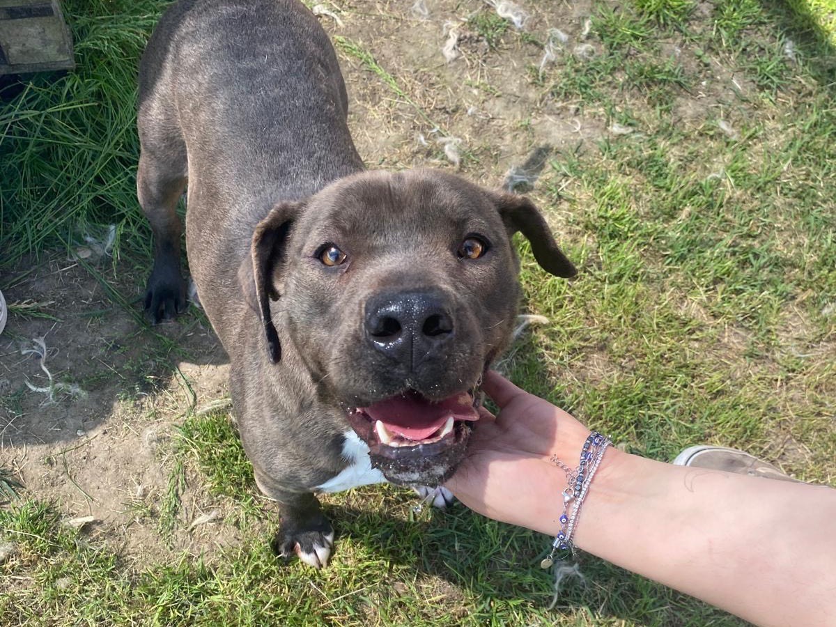 Adotta un cane, taglia media, maschio, Latina
