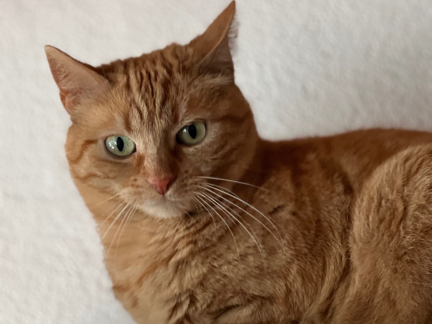 Adotta un gatto, femmina, 3 anni  e 11 mesi , Milano