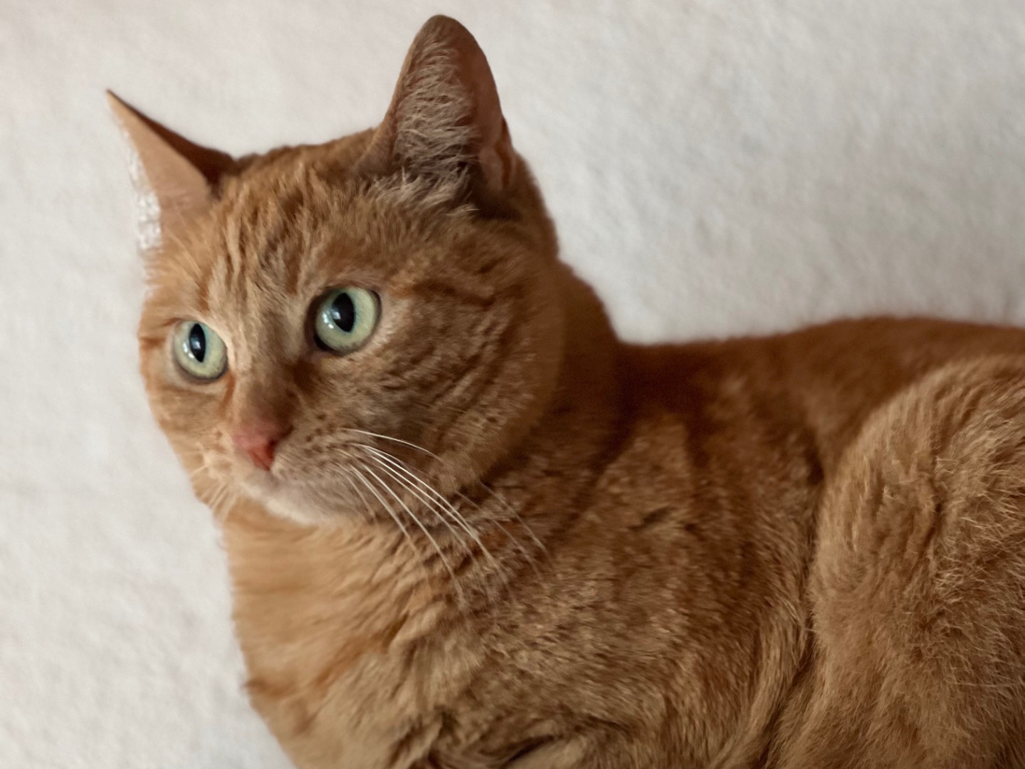 Adotta il gatto Sole a Milano