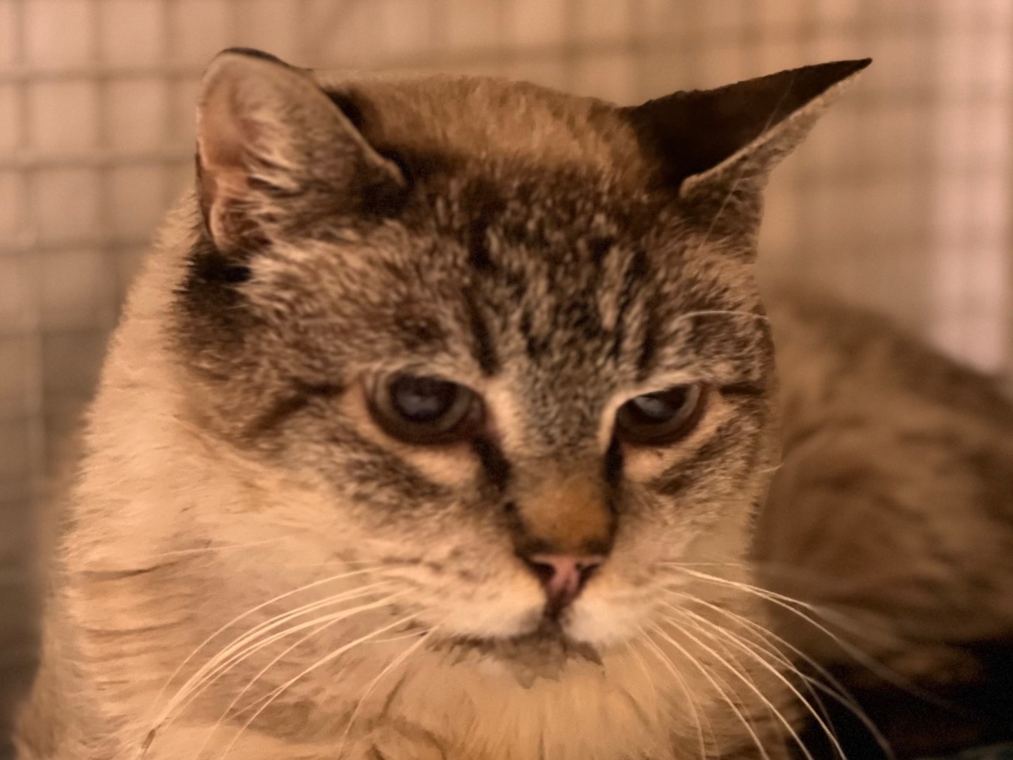 Vuoi adottare un gatto a Milano?