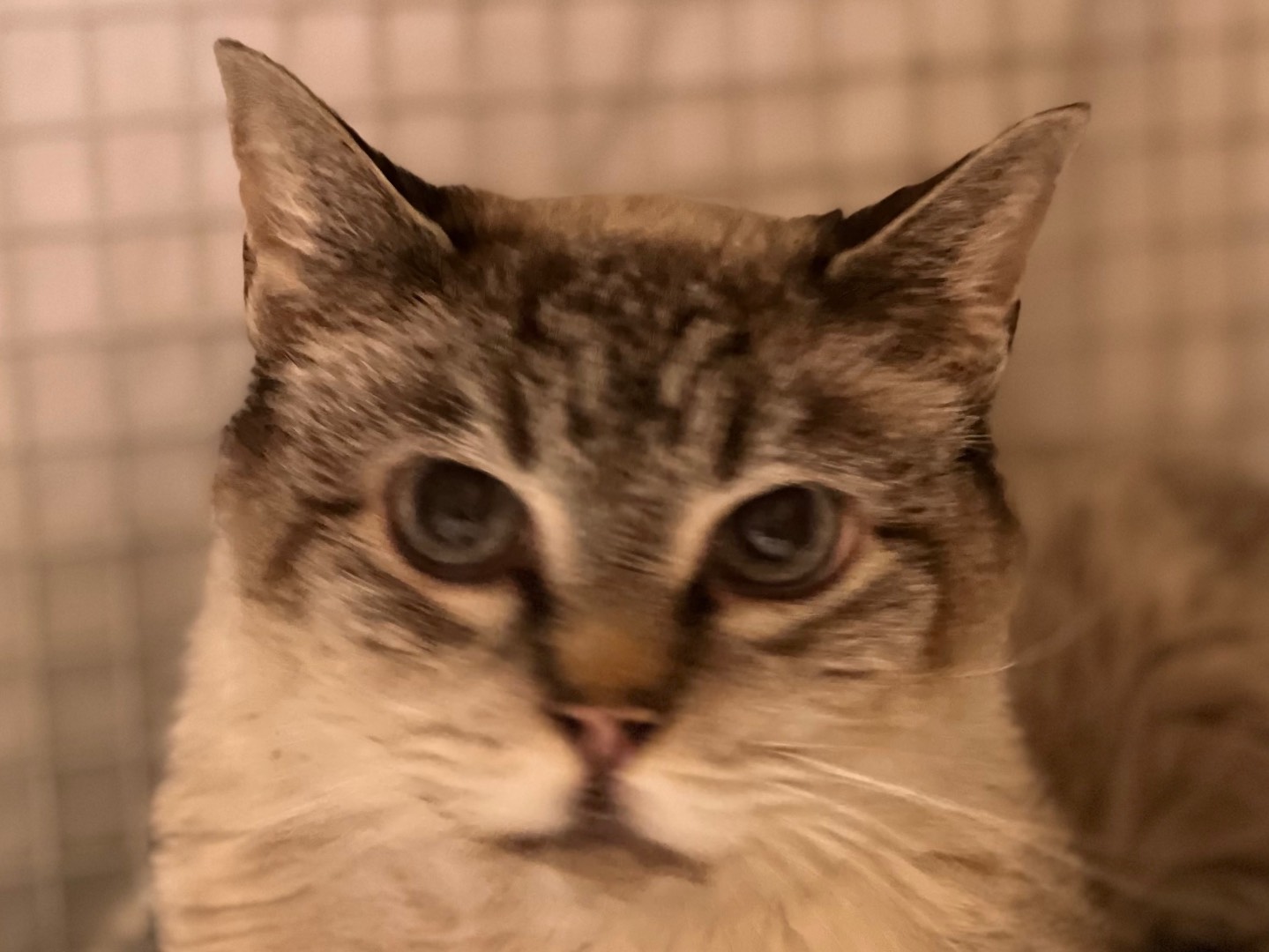 Adotta il gatto Pablo a Milano