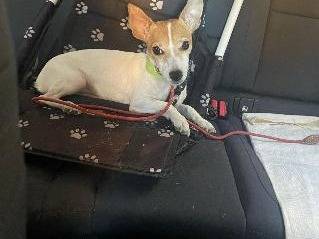 Adozione cane, femmina, Jack Russell Terrier Razza sconosciuta, 3 anni  e 1 mese, taglia piccola, Roma