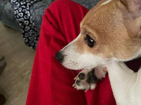 Adotta un cane, femmina, 3 anni  e 1 mese, Roma
