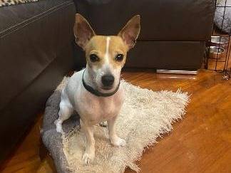 Adotta un cane, taglia piccola, femmina, Roma