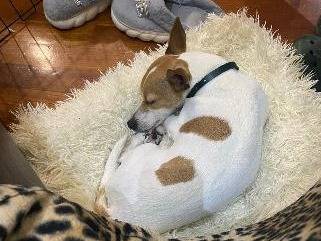 Vuoi adottare un cane a Roma?