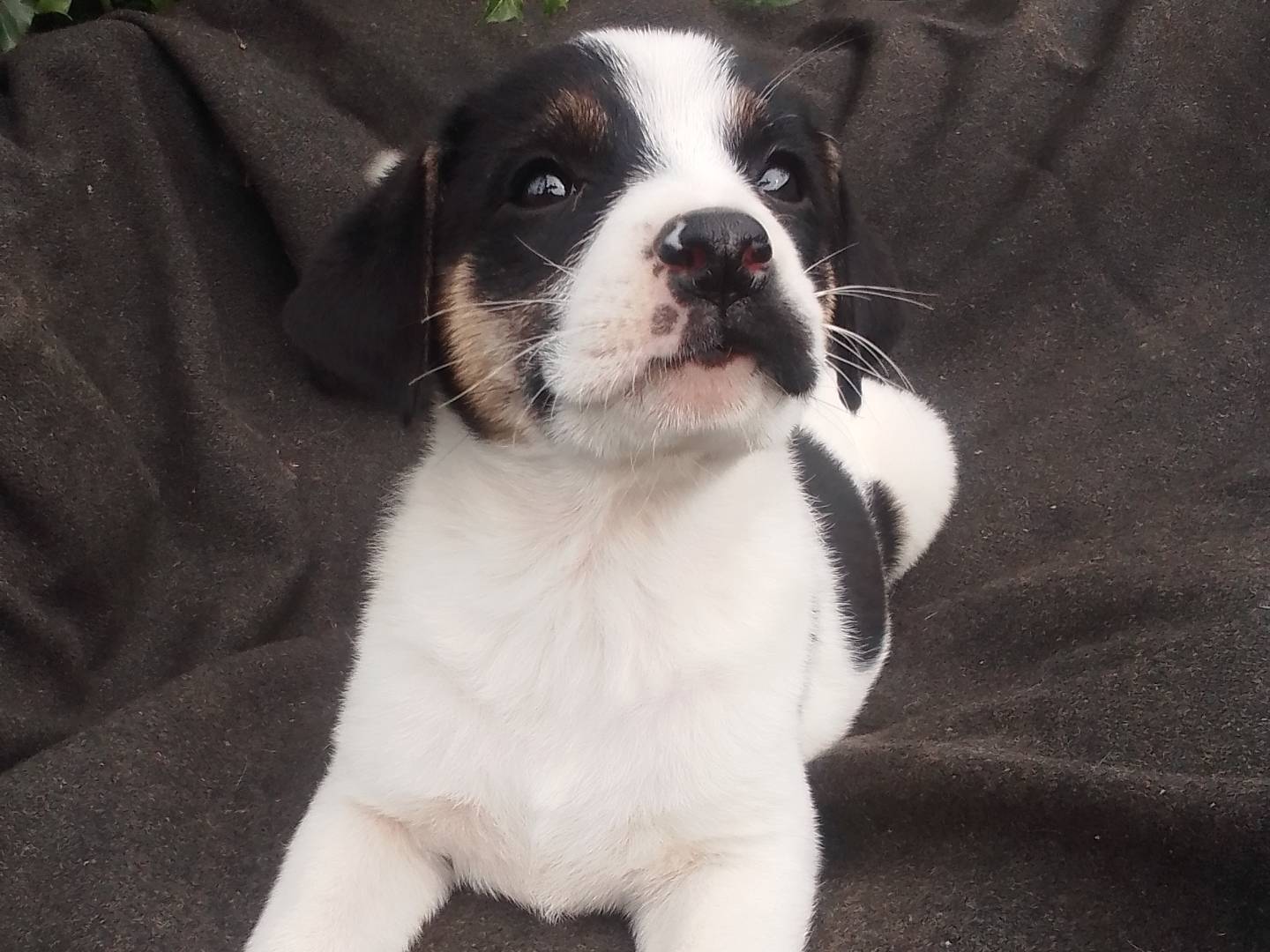 Adotta un cane, femmina, 2 mesi, Firenze