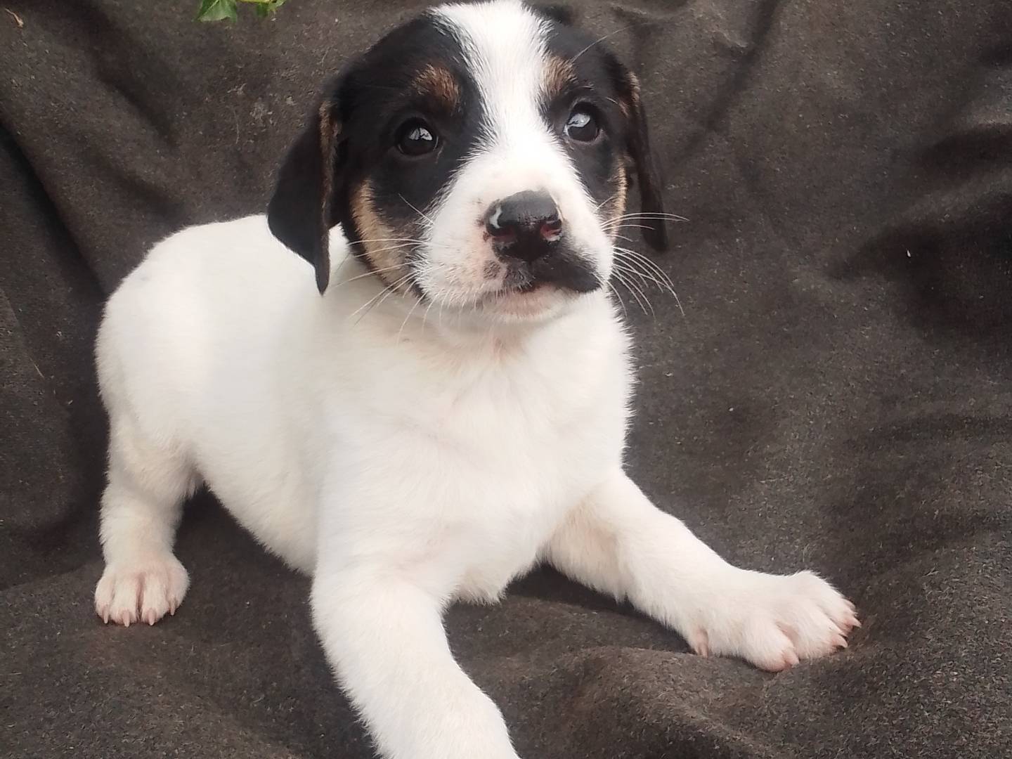 Vuoi adottare un cane a Firenze?