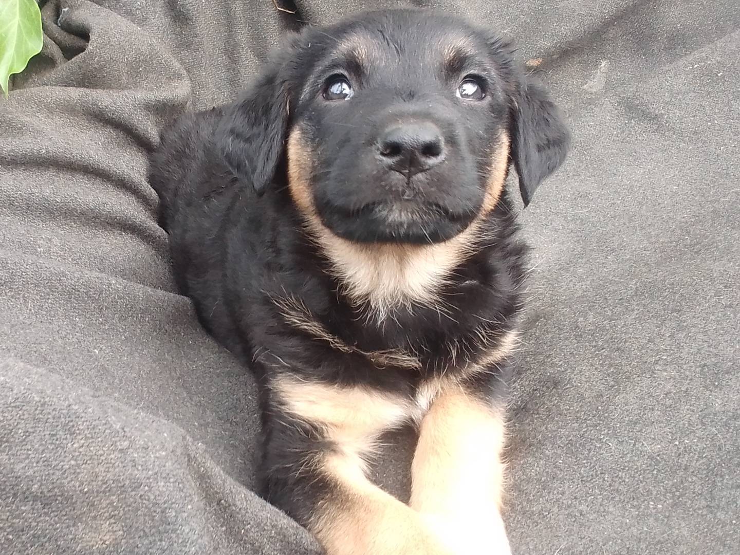 Adotta un cane, femmina, 2 mesi, Venezia