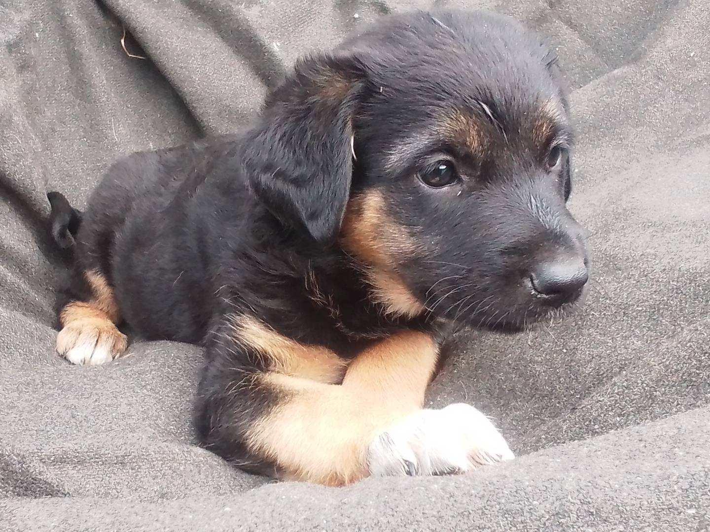 Adotta un cane, taglia media, femmina, Venezia