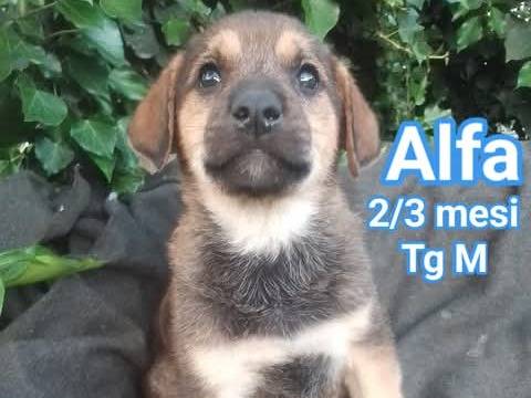 Adozione cane, maschio, Razza sconosciuta Razza sconosciuta, 2 mesi, taglia media, Torino