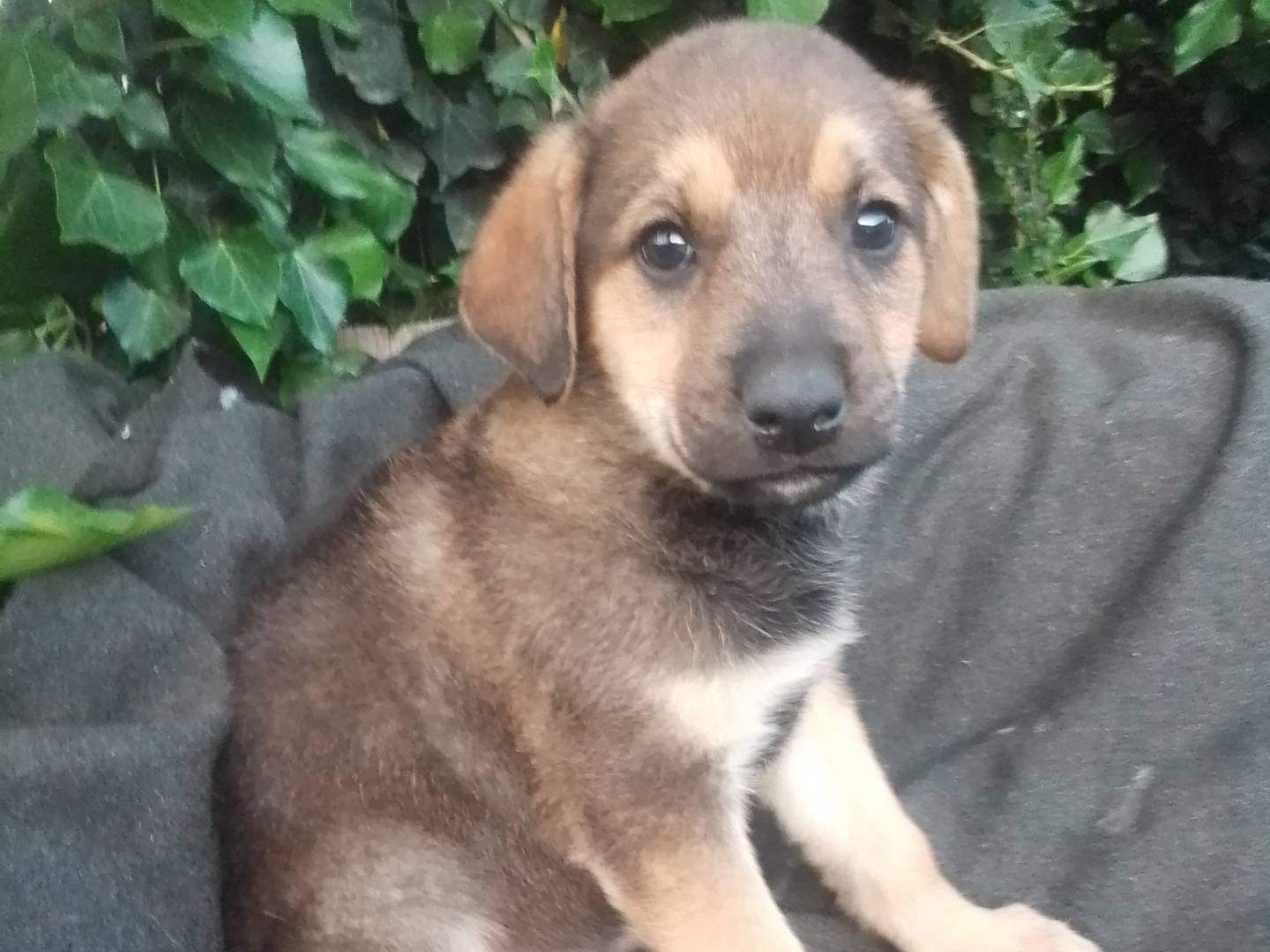 Adotta un cane, taglia media, maschio, Torino