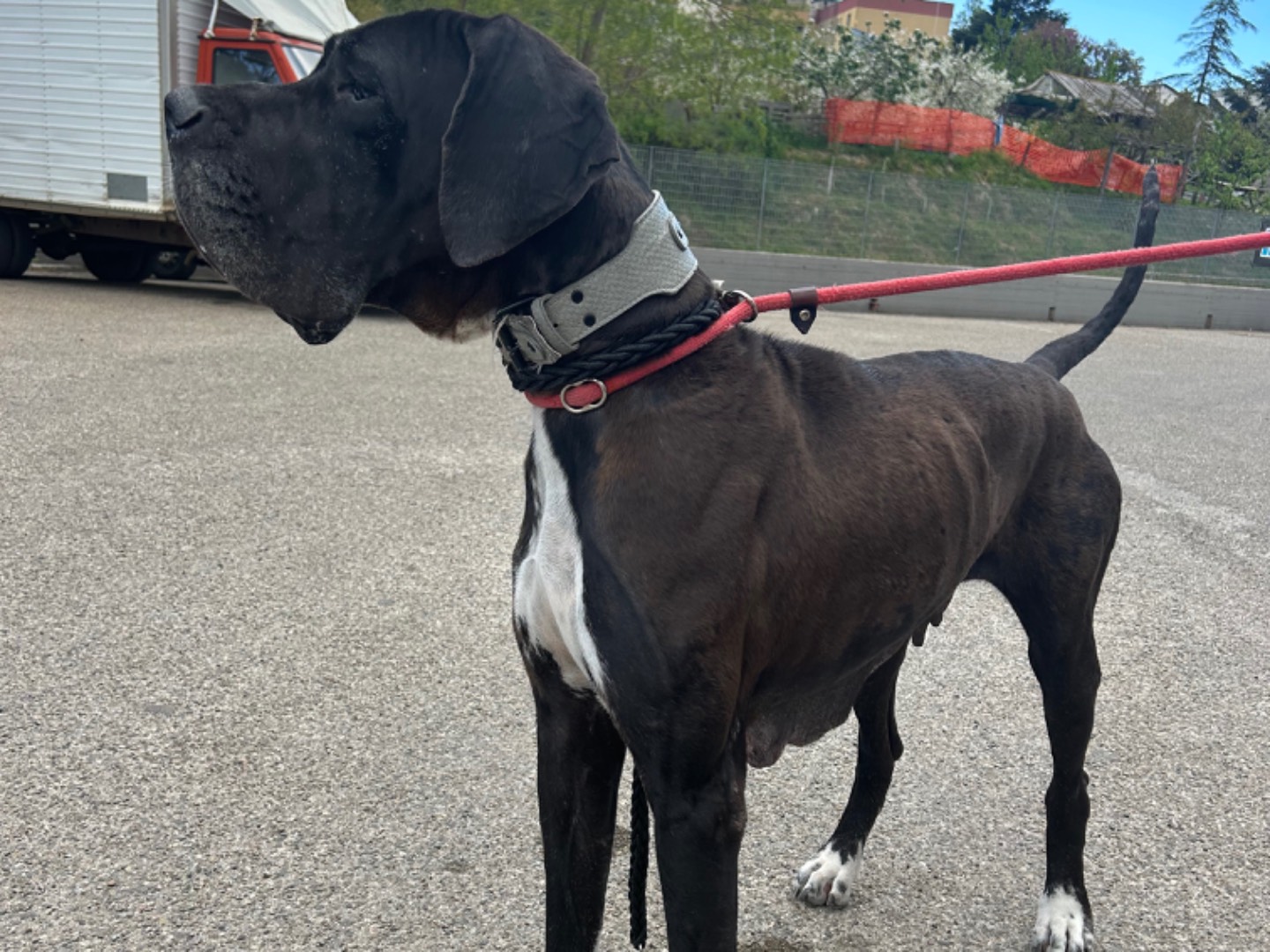 Adotta un cane, femmina, 2 anni  e 8 mesi , Matera