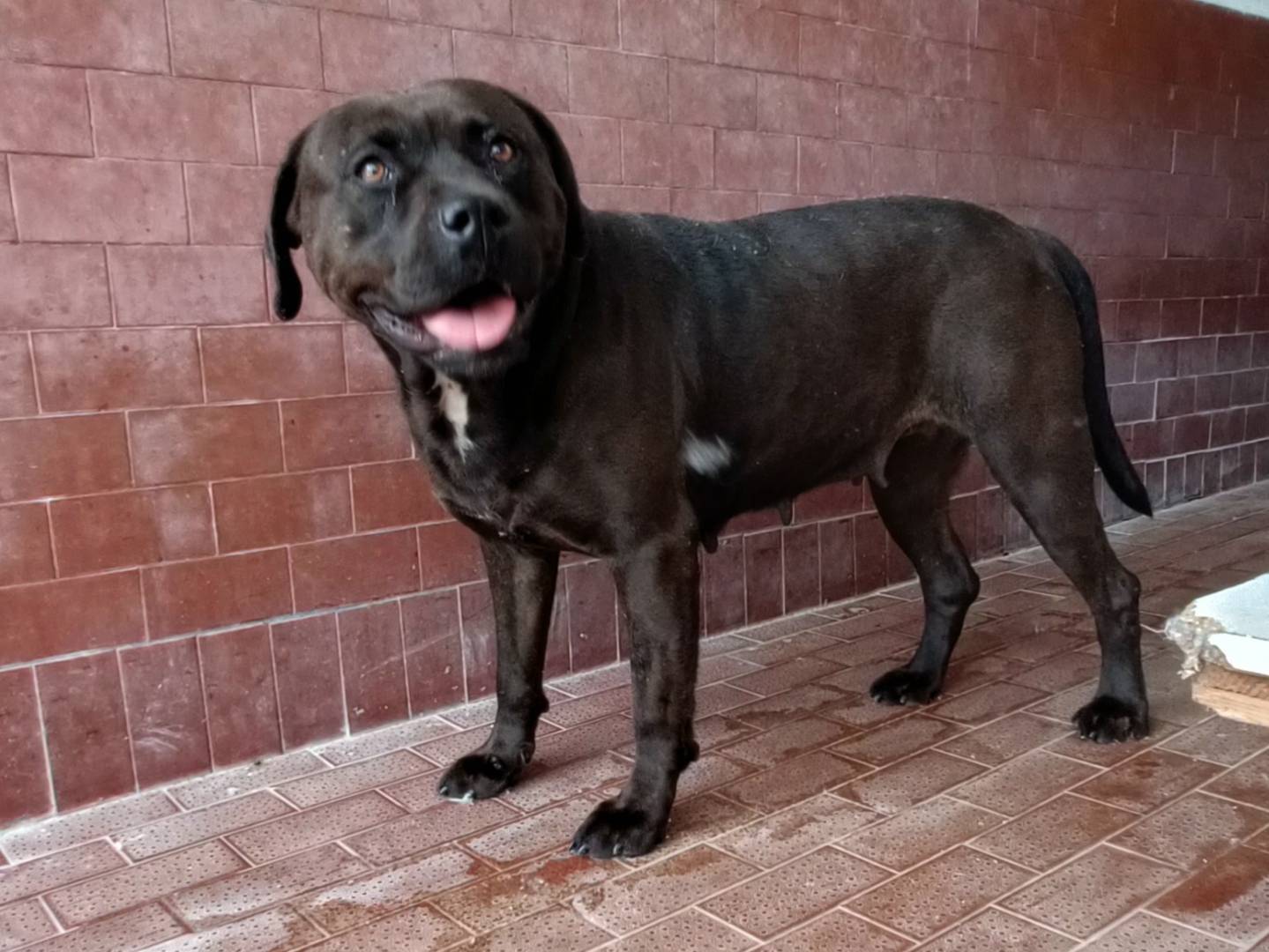 Adozione cane, femmina, Rottweiler Amstaff, 2 anni  e 10 mesi , taglia media, Milano
