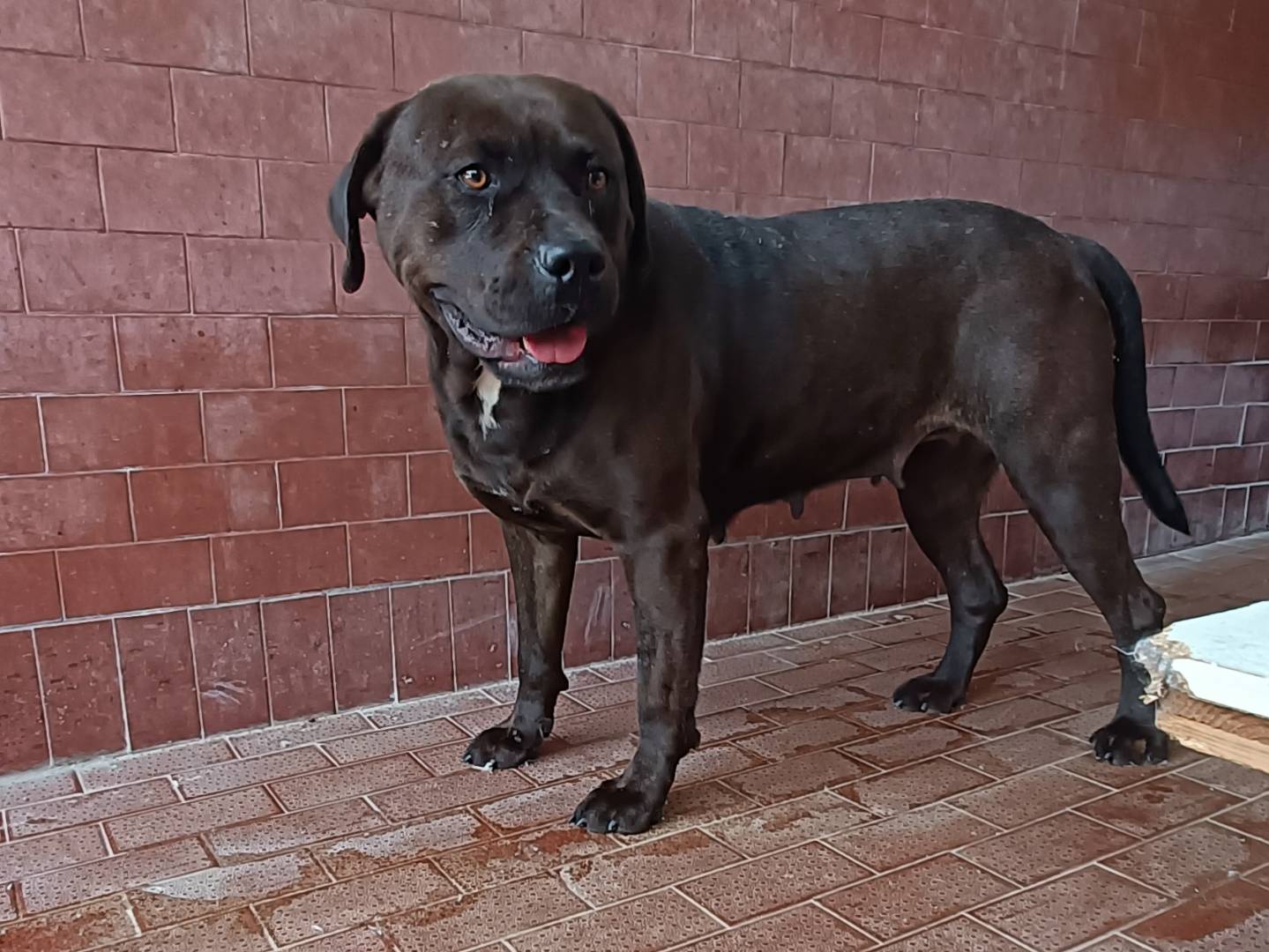 Adotta un cane, femmina, 2 anni  e 10 mesi , Milano