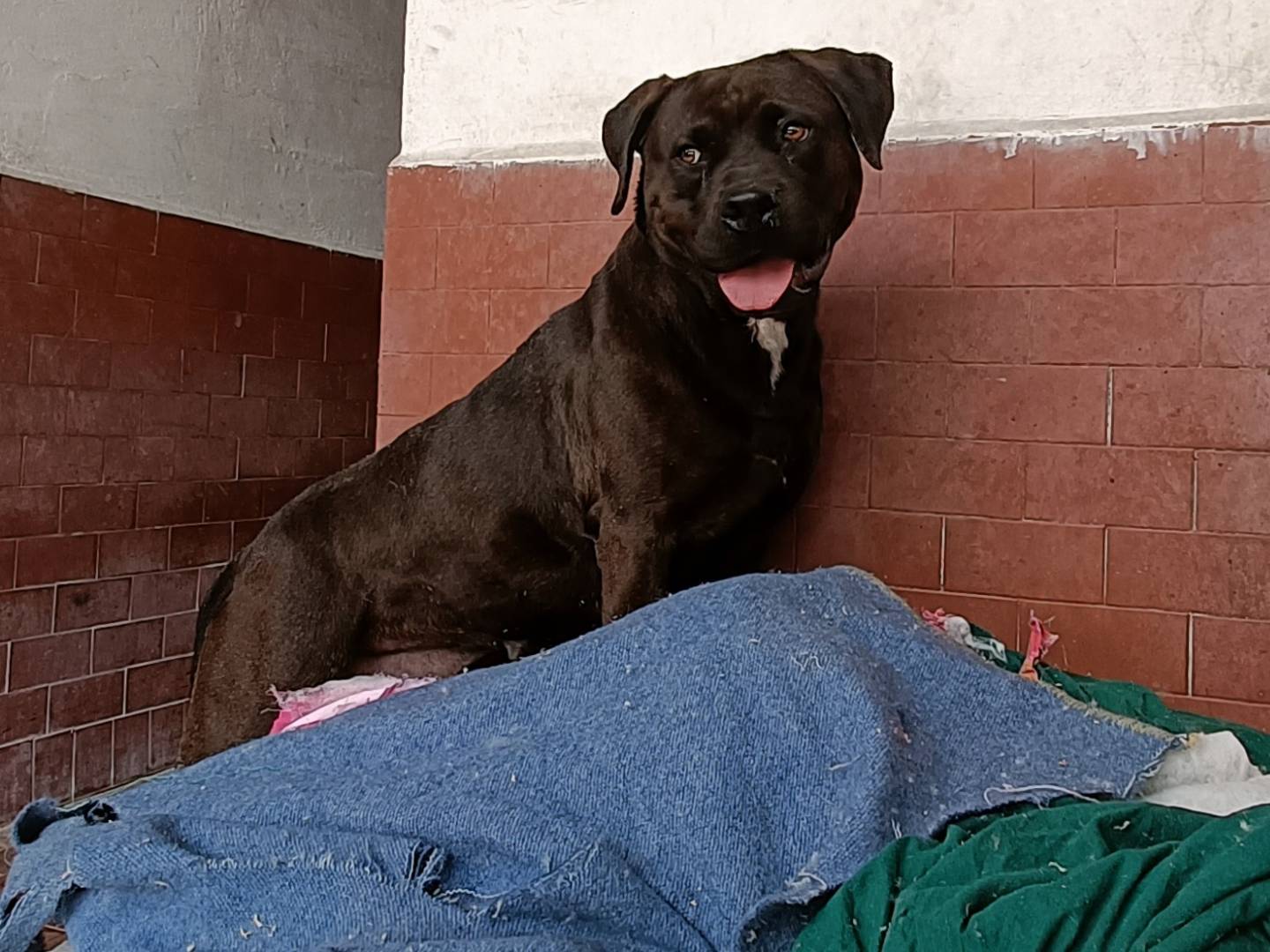 Adotta un cane, taglia media, femmina, Milano