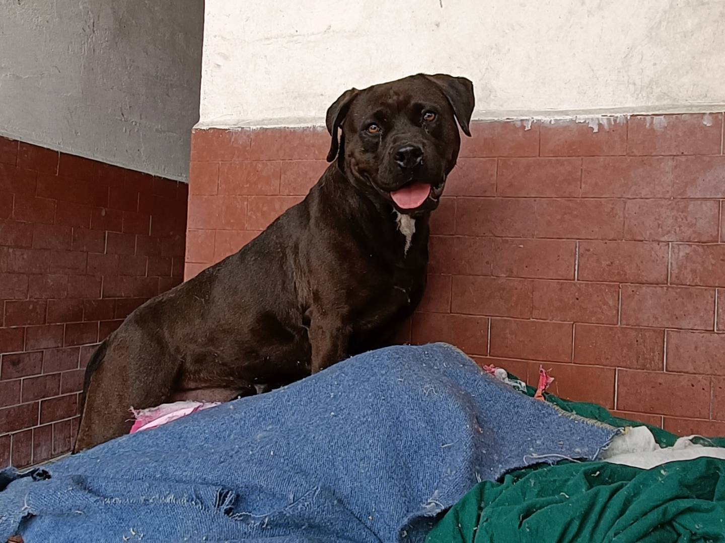 Vuoi adottare un cane a Milano?
