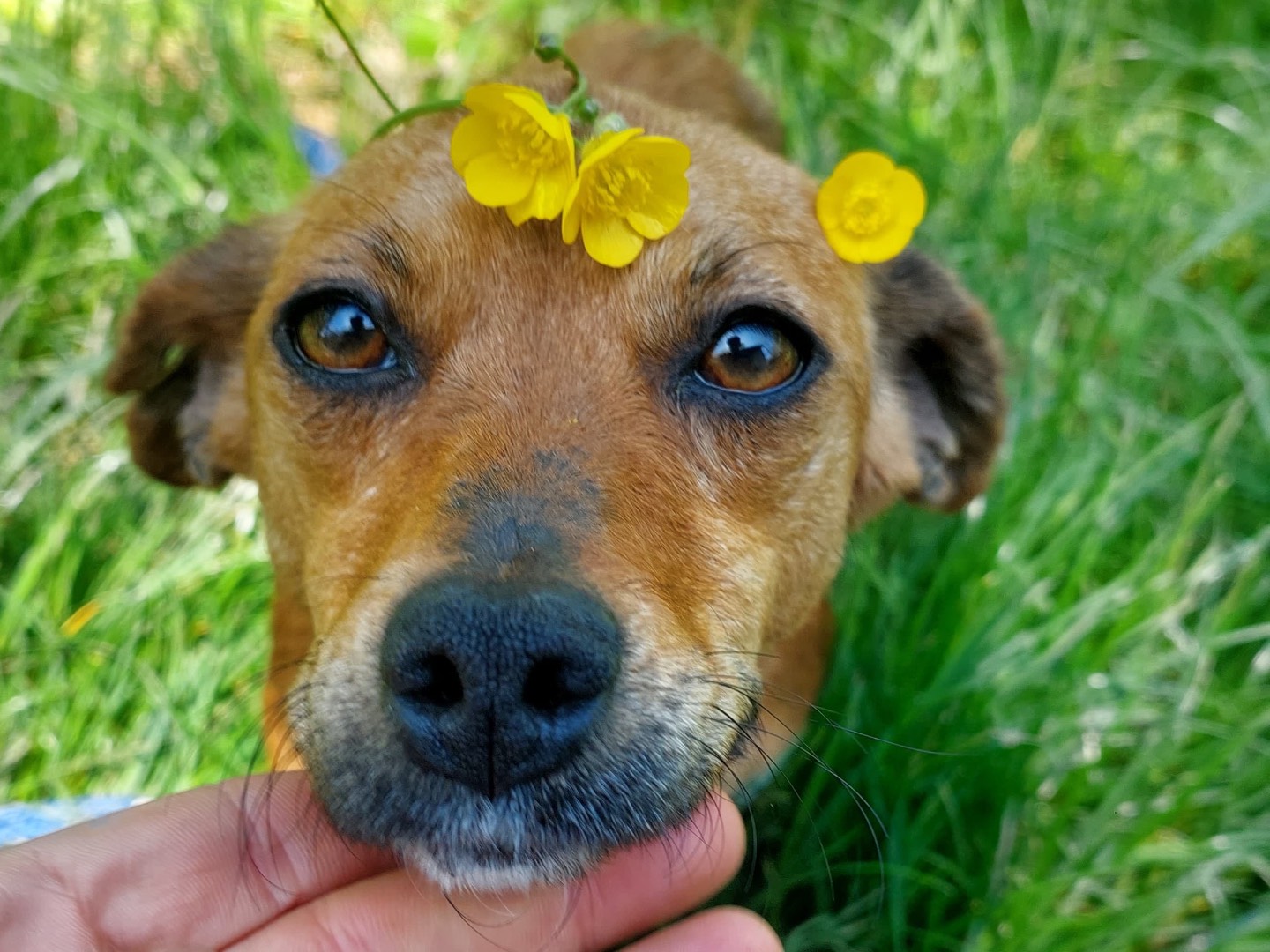 Adozione cane, femmina, Razza sconosciuta Razza sconosciuta, 1 anno e 9 mesi , taglia piccola, Milano