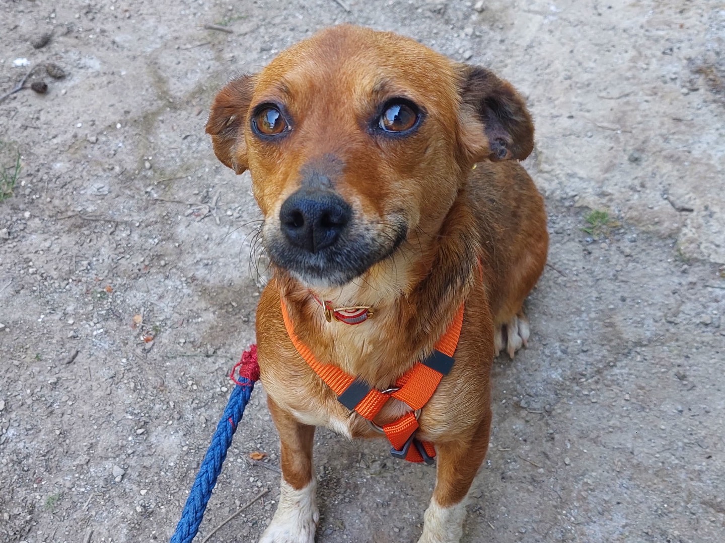 Adotta un cane, femmina, 1 anno e 9 mesi , Milano