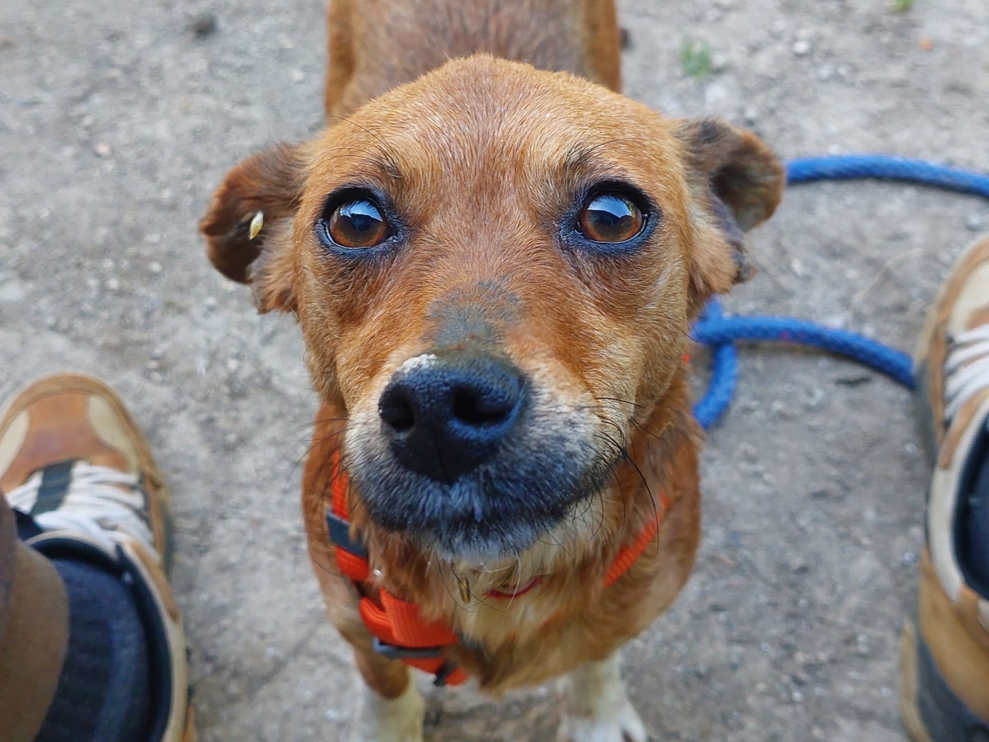 Adotta un cane, taglia piccola, femmina, Milano