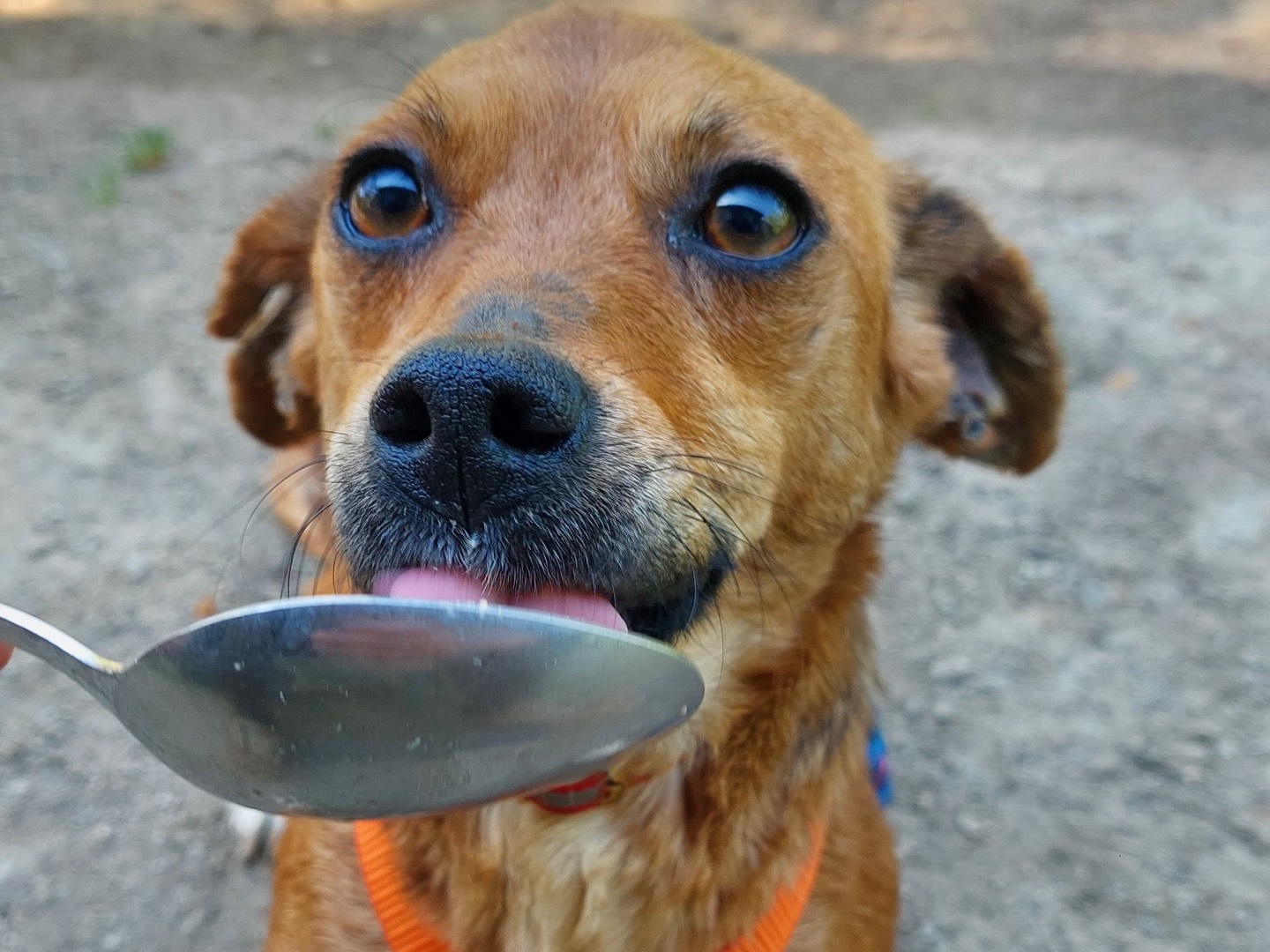 Vuoi adottare un cane a Milano?