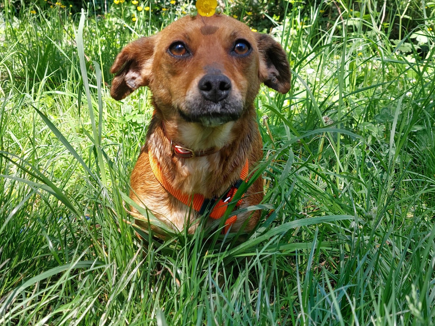 Adotta il cane Beatrice a Milano