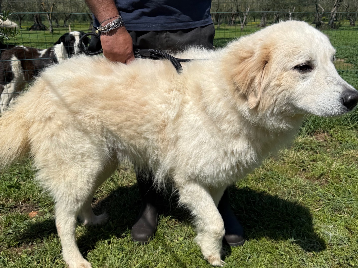 Adotta un cane, maschio, 4 anni  e 3 mesi , Matera