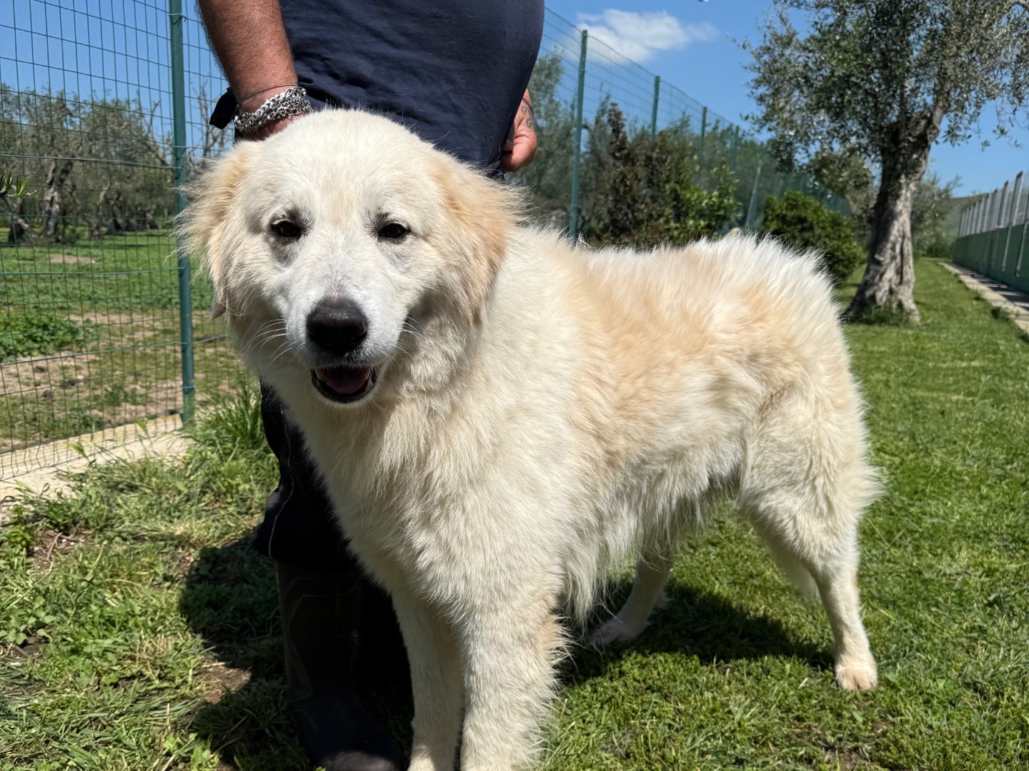 Adotta un cane, taglia gigante, maschio, Matera