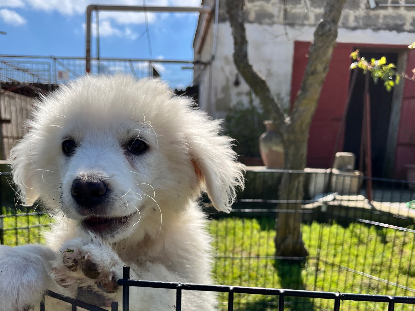 Adotta un cane, taglia media, maschio, Bergamo