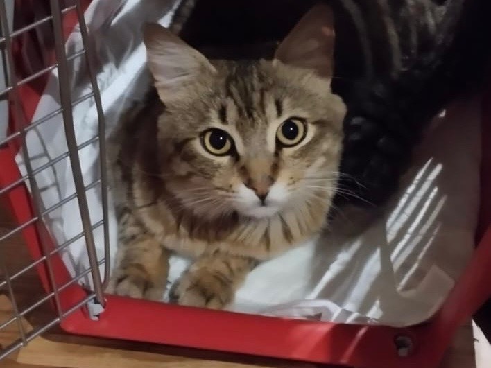 Adotta un gatto, taglia non valida, maschio, Napoli