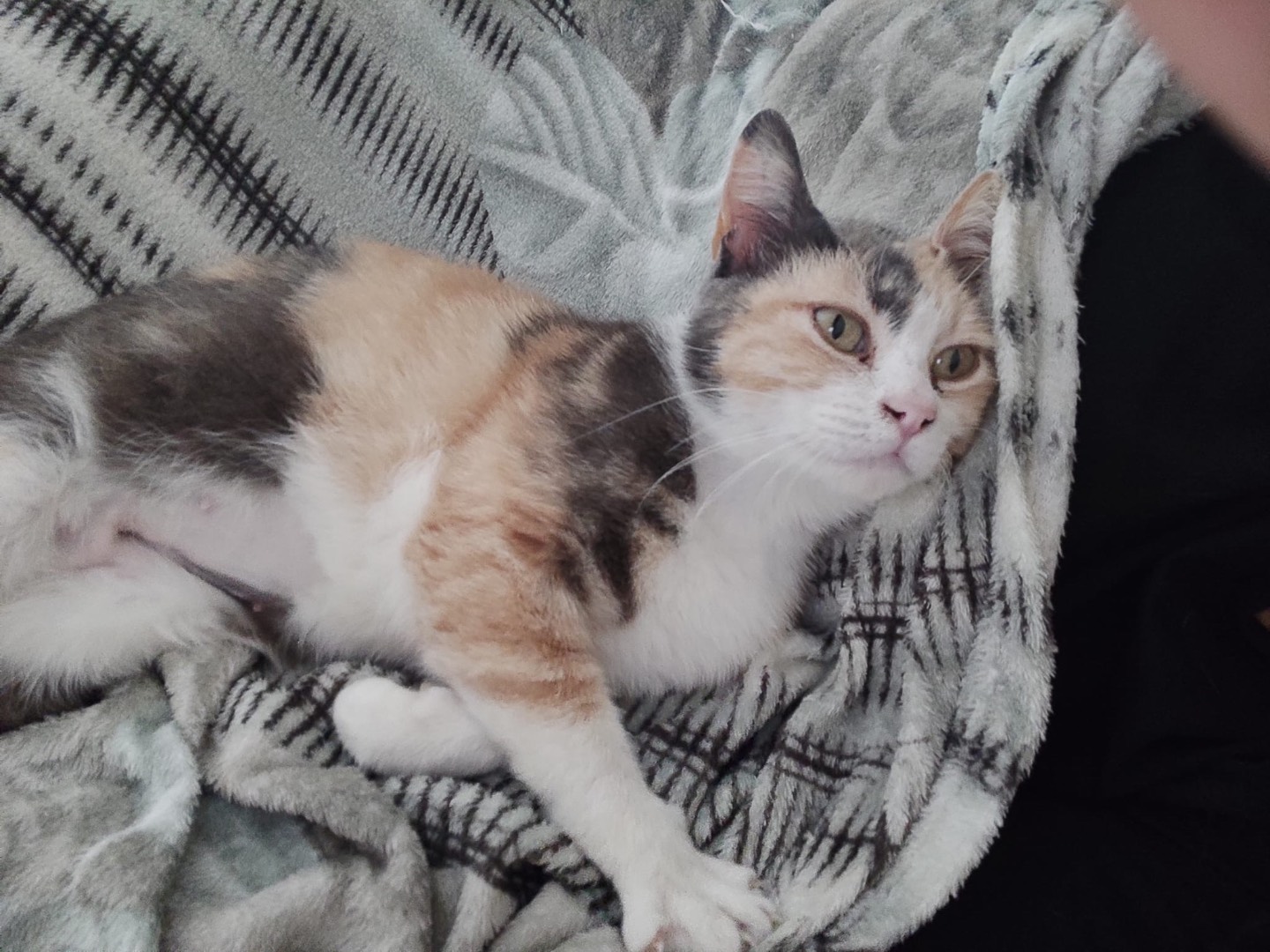 Adotta un gatto, femmina, 11 mesi, Siracusa