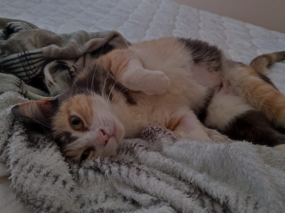 Adotta un gatto, taglia non valida, femmina, Siracusa