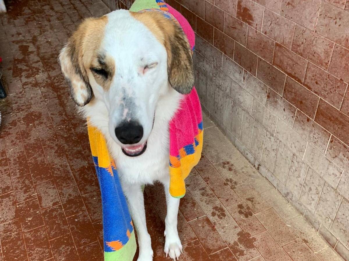 Adozione cane, maschio, Razza sconosciuta Razza sconosciuta, 2 anni  e 1 mese, taglia media, Milano