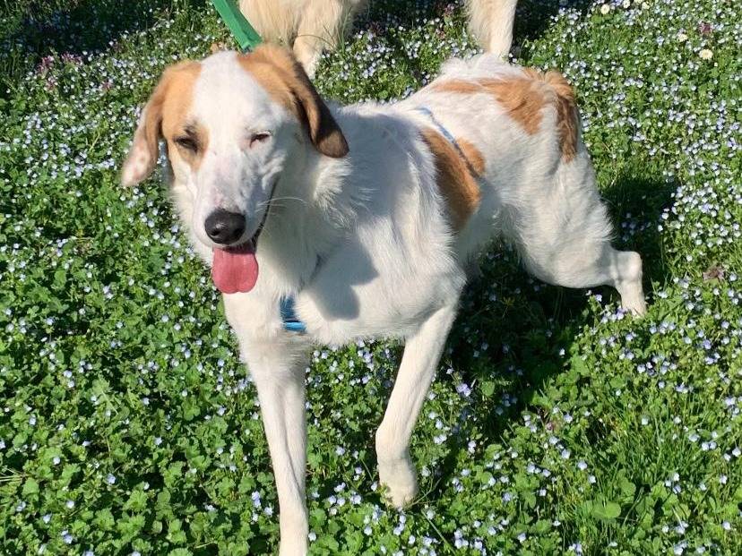 Adotta un cane, taglia media, maschio, Milano