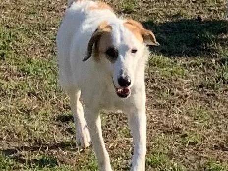 Vuoi adottare un cane a Milano?