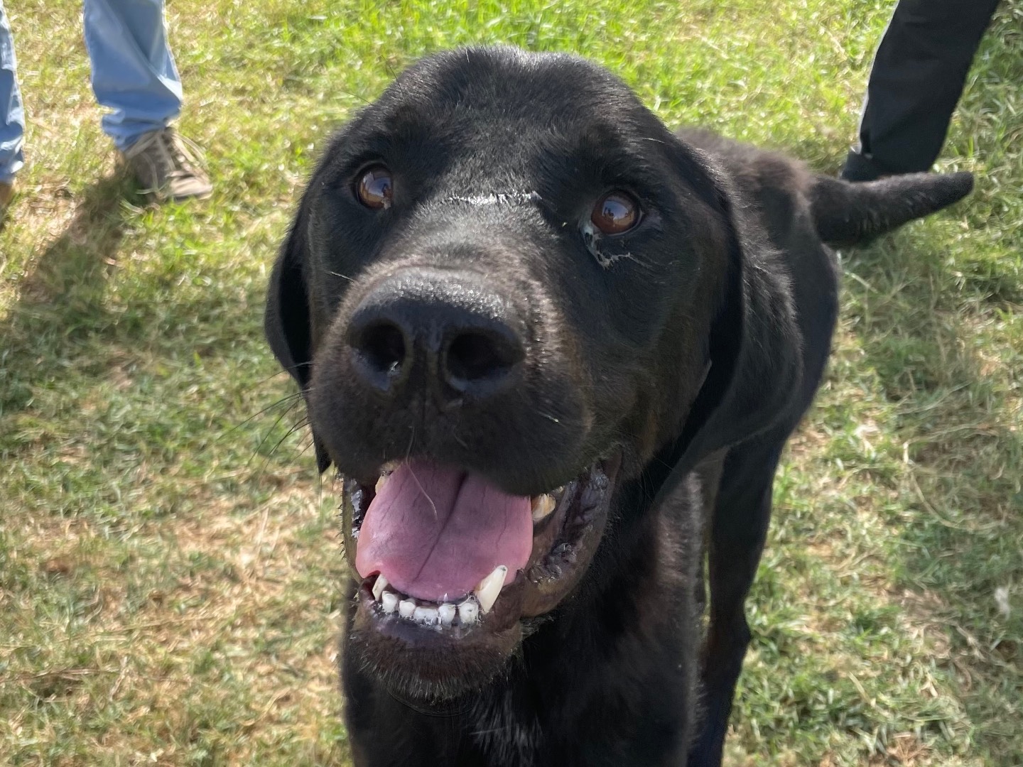 Adozione cane, maschio, Razza sconosciuta Razza sconosciuta, 3 anni e 7 mesi, taglia grande, Latina