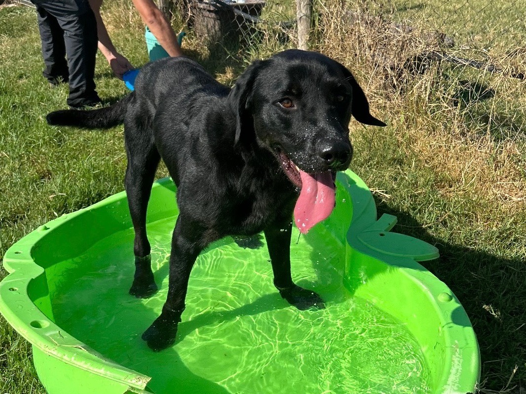 Adotta un cane, maschio, 3 anni e 7 mesi, Latina