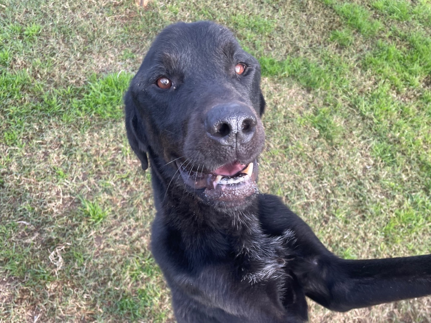 Adotta un cane, taglia grande, maschio, Latina