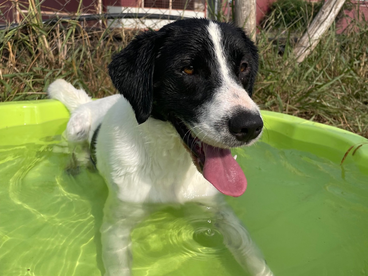 Adotta un cane, maschio, 2 anni , Latina
