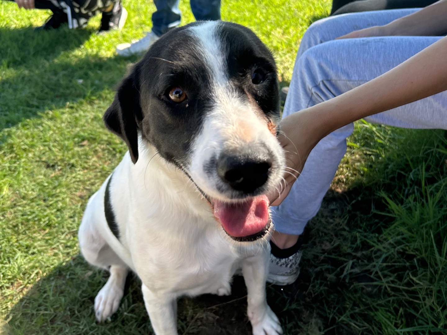 Adotta un cane, taglia media contenuta, maschio, Latina