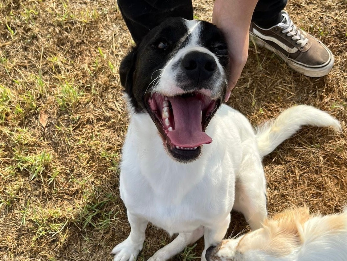 Adotta il cane Antony a Latina