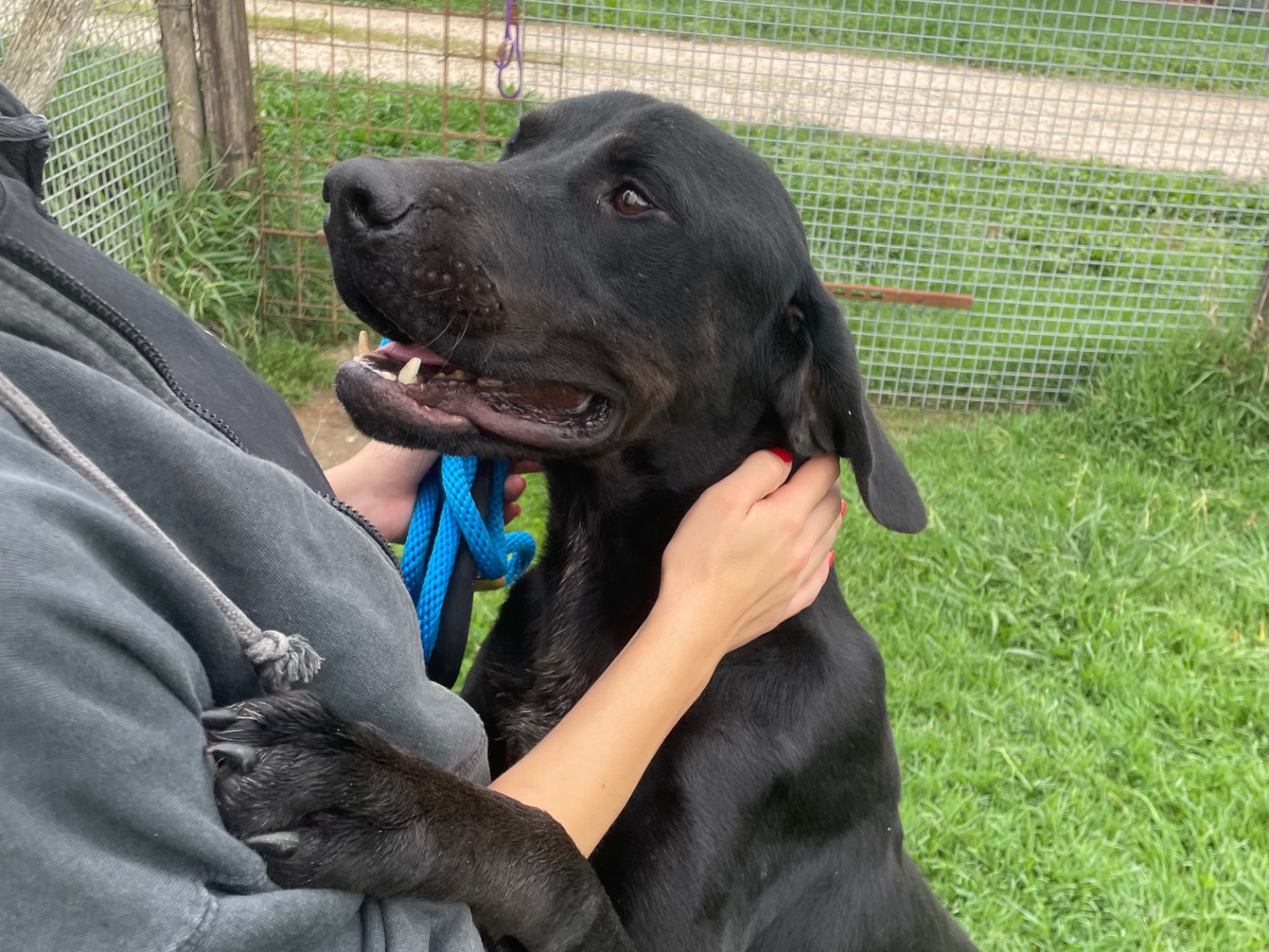 Vuoi adottare un cane a Latina?