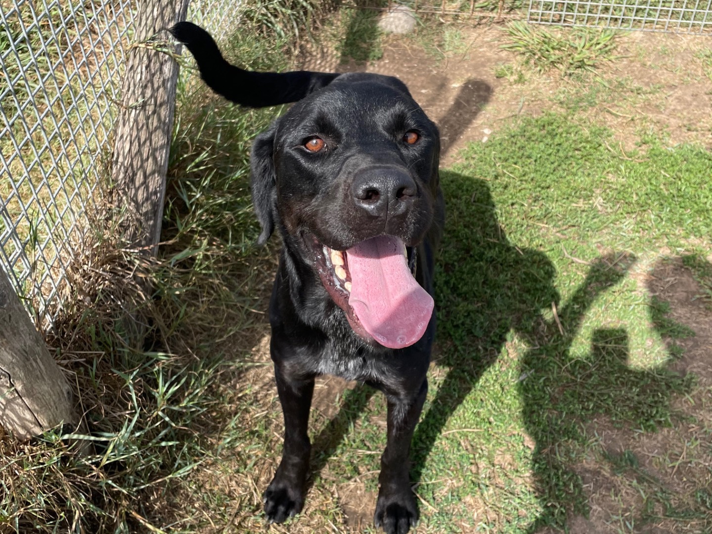 Adotta un cane, maschio, 3 anni  e 4 mesi , Latina