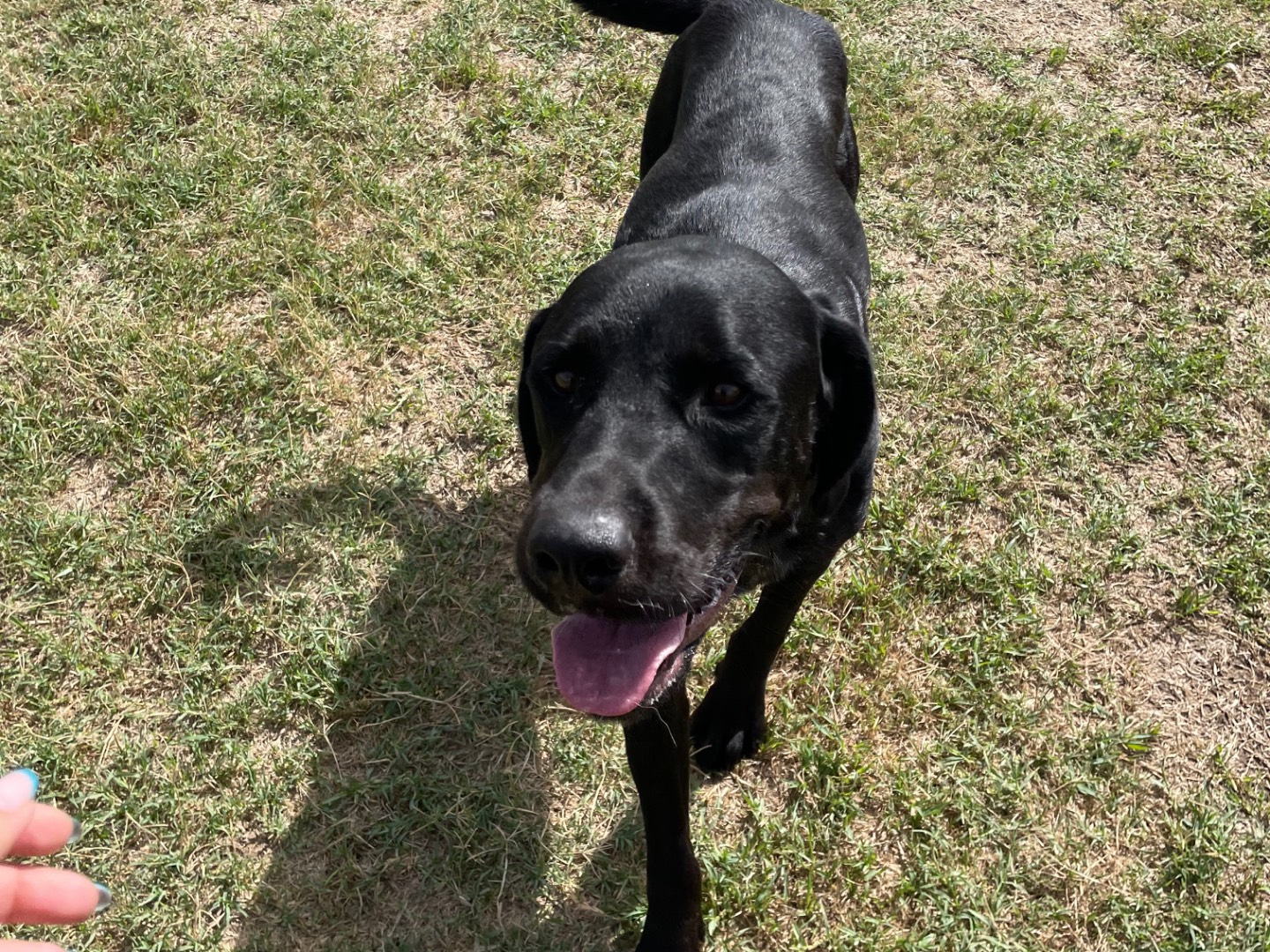 Adotta un cane, taglia grande, maschio, Latina